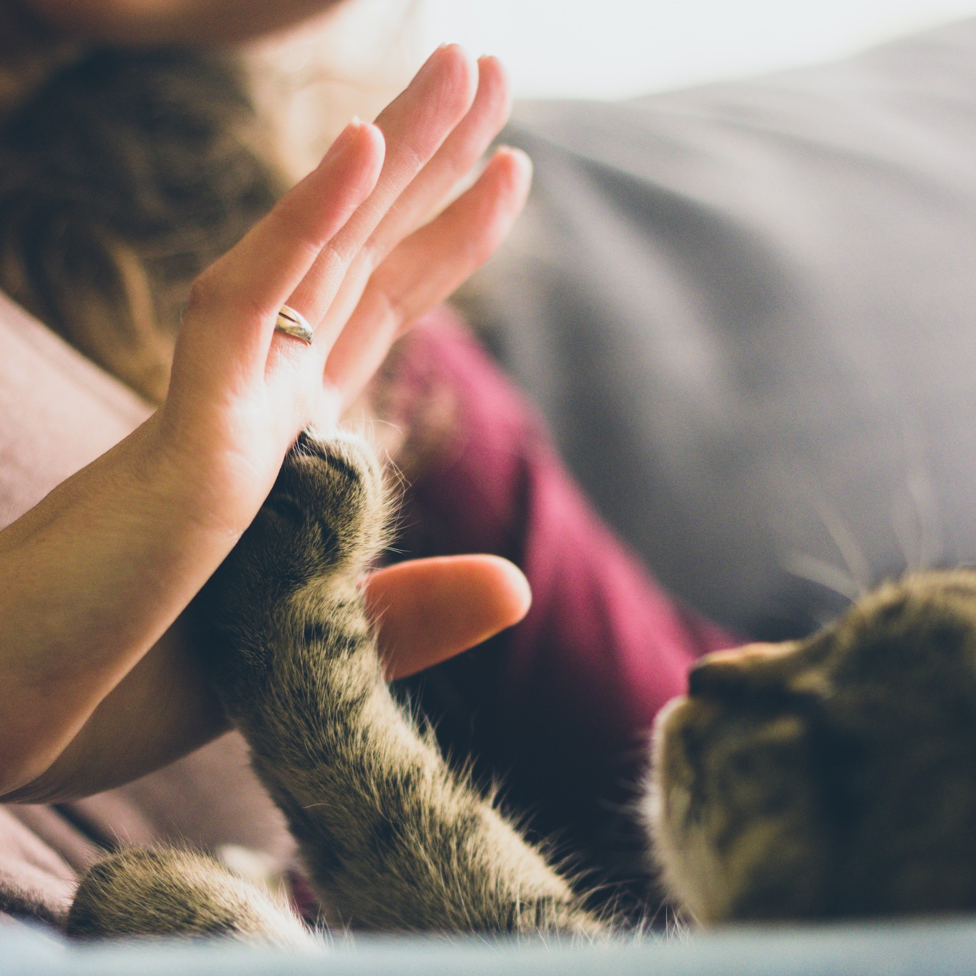 Cat and human touching paw to hand