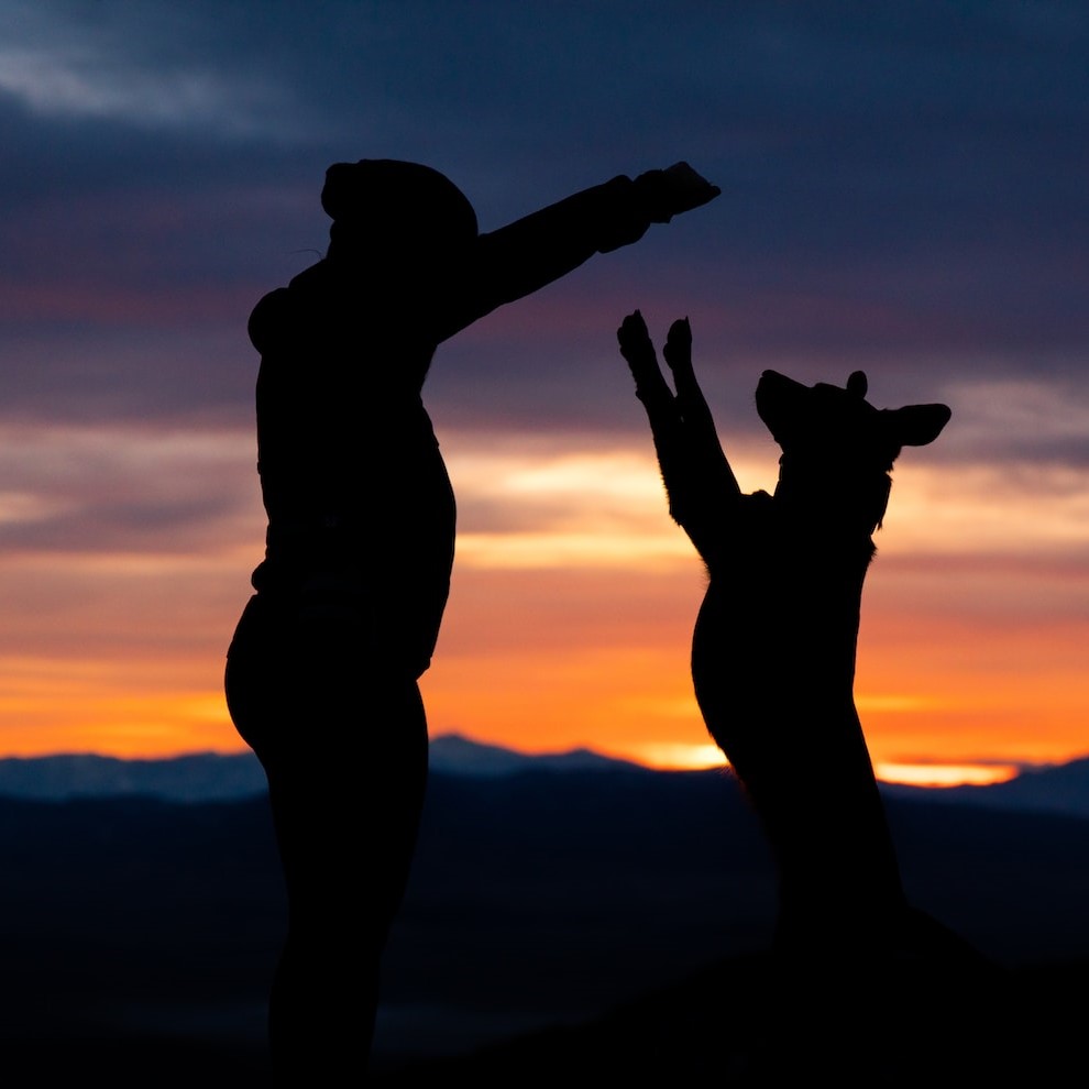 Human and dog silhouette against a sunset background